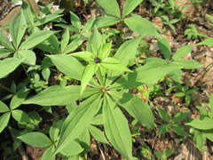 Paris verticillata