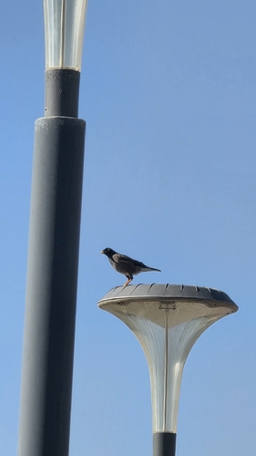 Common Myna