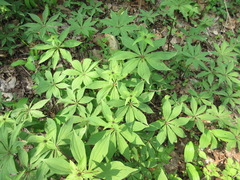 Paris verticillata