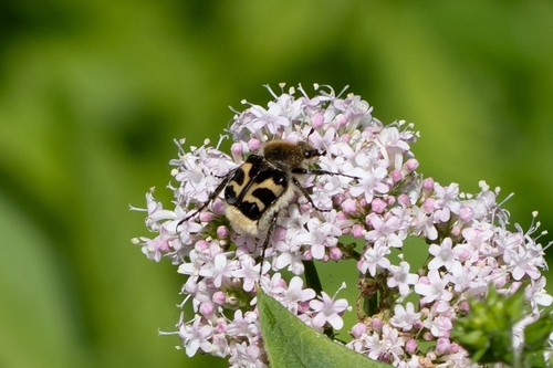 Eurasian Bee Beetle