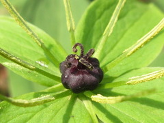 Paris verticillata