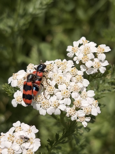Bee-eating Beetle