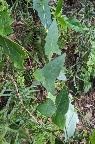 Solena amplexicaulis, photograph 5