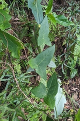 Solena amplexicaulis, photograph (c) 許文俊, some rights reserved (CC BY-SA)