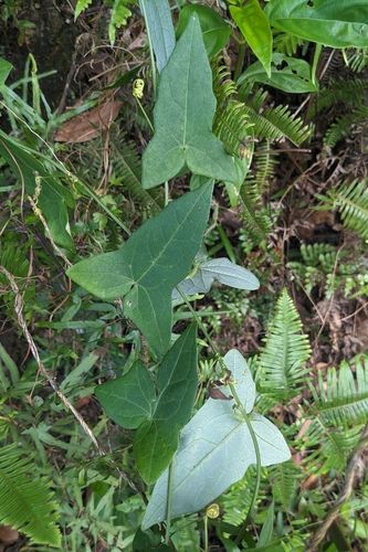 Solena amplexicaulis, photograph 6