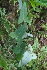 Solena amplexicaulis, photograph (c) 許文俊, some rights reserved (CC BY-SA)