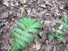 Pentarhizidium orientale