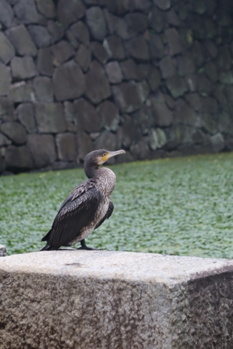 Japanese Great Cormorant