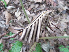 Pentarhizidium orientale