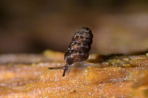 Phenacharopa novoseelandica, 2026-06-30