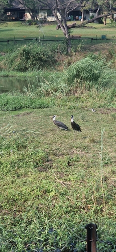 African Woolly-necked Stork