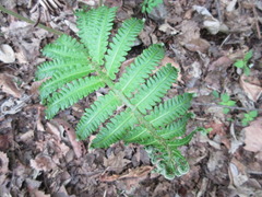 Pentarhizidium orientale