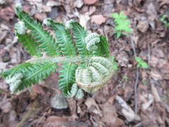 Pentarhizidium orientale