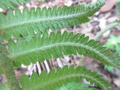 Pentarhizidium orientale