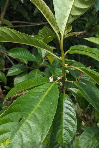 Saurauia tristyla, photograph 4