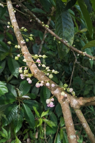 Saurauia tristyla, photograph 5