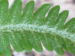 Pentarhizidium orientale