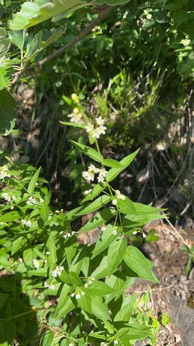 Swallow-wort
