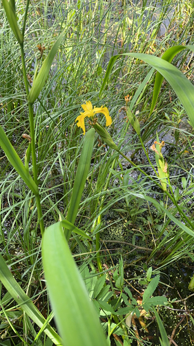 Yellow Iris