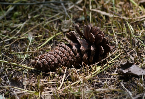 Pinus taiwanensis observed 2026-06-28