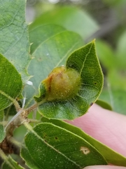 Callirhytis perfoveata