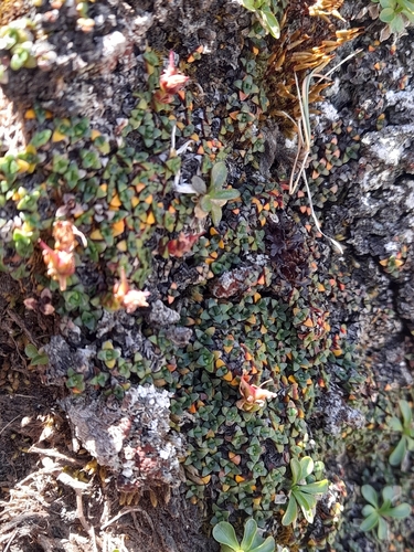 Saxifraga retusa, photograph 3