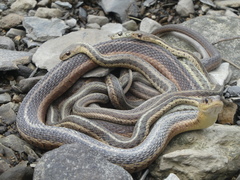 Thamnophis sirtalis