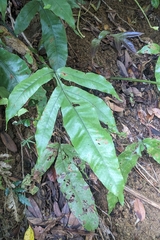 Tectaria harlandii