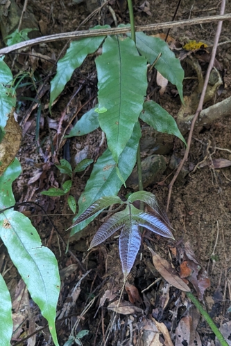 Tectaria harlandii, photograph 2