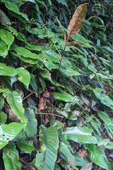 (c) 許文俊, some rights reserved (CC BY-SA) Tectaria harlandii, photograph (c) 許文俊, some rights reserved (CC BY-SA)