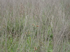 Rhynchospora indianolensis