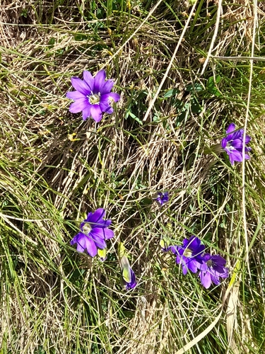 Gentiana pyrenaica, photograph 2