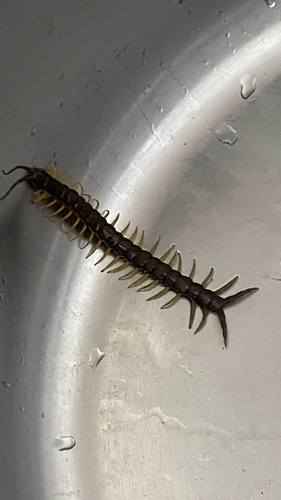 Mediterranean Banded Centipede