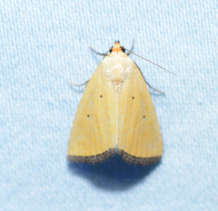 Marimatha nigrofimbria