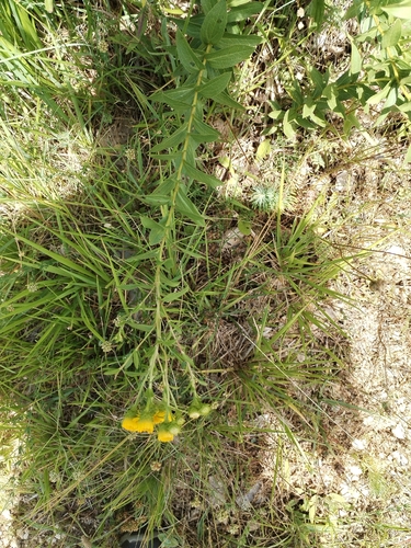 Pentanema spiraeifolium, photograph 1