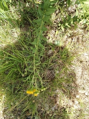 Pentanema spiraeifolium, photograph Dino Babić, CC BY, iNaturalist via GBIF