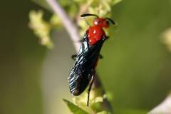 Arge coccinea