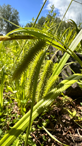Cyperus Sedge