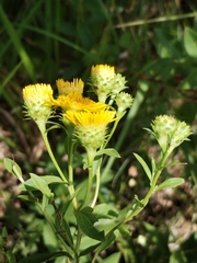 Pentanema spiraeifolium, photograph Dino Babić, CC BY, iNaturalist via GBIF