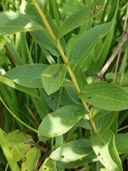 Pentanema spiraeifolium, photograph Dino Babić, CC BY, iNaturalist via GBIF
