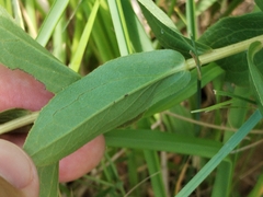 Pentanema spiraeifolium, photograph Dino Babić, CC BY, iNaturalist via GBIF