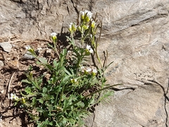 Murbeckiella pinnatifida