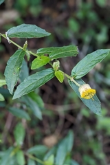 Blumea megacephala, photograph (c) 許文俊, some rights reserved (CC BY-SA)