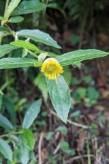 Blumea megacephala, photograph (c) 許文俊, some rights reserved (CC BY-SA)