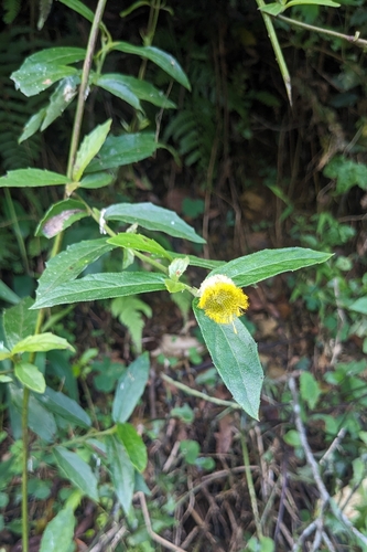 Blumea megacephala, photograph 6