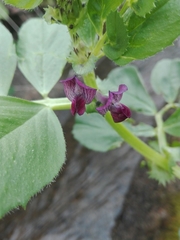 Vicia narbonensis