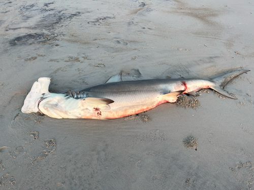 Great Hammerhead photographed in North Carolina