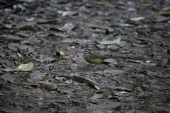 Basileuterus melanotis