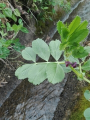 Vicia narbonensis