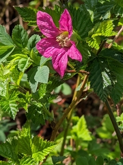 Rubus spectabilis